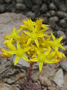 Sedum lanceolatum